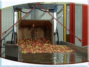 Машины для сортировки яблок