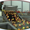 Машины для сортировки яблок