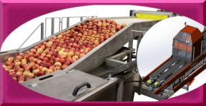 Линия сортировки яблок и фруктов